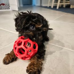 Cavapoo Puppies from Panda Puppies
