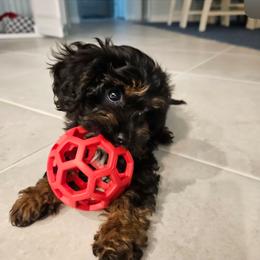 Cavapoo Puppies from Panda Puppies