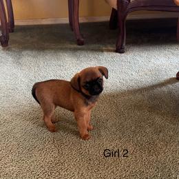 Girl 2 - Red female Brussels Griffon puppy in Arroyo Grande, California from Precious Paws Brussels Griffons