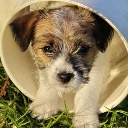 Glory - White and tan female Russell Terrier puppy in Royal Oaks, California from Rose In Vale Russell Terriers