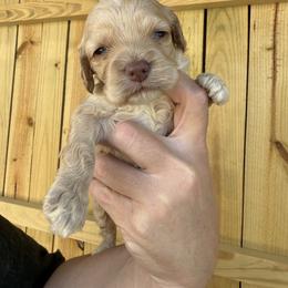 Woody - Buff male Cockapoo puppy in Connersville, Indiana from MoonShine Babies