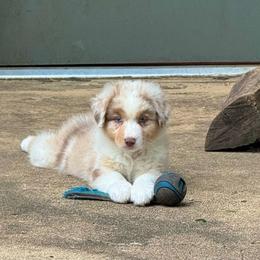 Boy 1 - Red merle male Australian Shepherd puppy in Dayton, Ohio from Willowlake Australian Shepherds