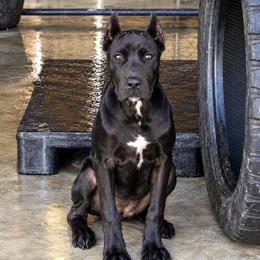 Bunny - Black female Cane Corso puppy in Trenton, Texas from Trained To Go Corso Kennels (T.T.G. Corso Kennels)