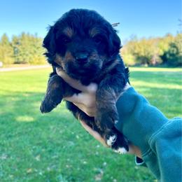 Sally - Tri-color female Bernedoodle puppy in Lancaster, Missouri from Cavapoo Acres