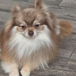 Khi - Pomeranian