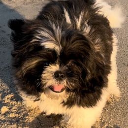 Creed - Shih Tzu