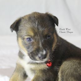 Reba McEntire - Blue female Australian Cattle Dog puppy in Willamina, Oregon from Cherished Chihuahuas