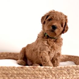 Goldendoodle Puppies from Indy Goldendoodles