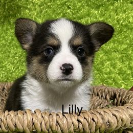 Aussiedoodle, Cavapoo, Cockapoo, and Pembroke Welsh Corgi Puppies from Cobbs Creek Canines