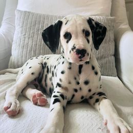 Oakley HUA - White black and tan Dalmatian puppy in Franklin, Tennessee from Gentry’s Dalmatians