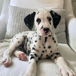 Oakley HUA - White black and tan Dalmatian puppy in Franklin, Tennessee from Gentry’s Dalmatians