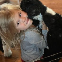 Poodle Puppies from Poodle Plus