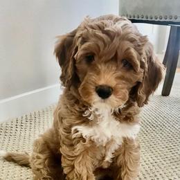 Australian Labradoodle Puppies from High Desert Labradoodles