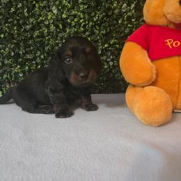 Zipper - Black and tan male Dachshund puppy in Centerville, Georgia from Mel's LowRider Ranch