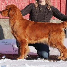 Coco - Golden Retriever