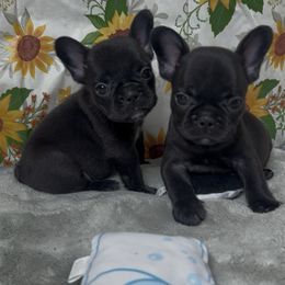 Girl 1 - Black female French Bulldog puppy in San Bernardino County, Arizona from Majestic Frenchies