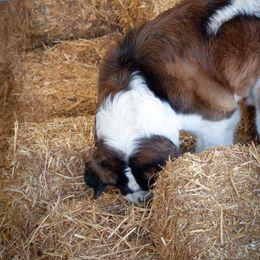 Saint Bernard All Grown Up from Metal Saints