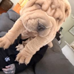 Chinese Shar-Pei Puppies from Morgan's Chinese Shar-Pei