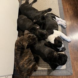 French Bulldog All Grown Up from Frenchie Tempest