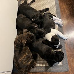 French Bulldog All Grown Up from Frenchie Tempest