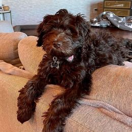 Australian Labradoodle Puppies from AussieTex Labradoodles