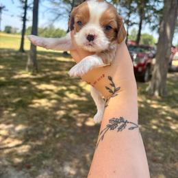 Boo - Blenheim male Cavalier King Charles Spaniel puppy in Merigold, Mississippi from C & C Doodles and Poodles