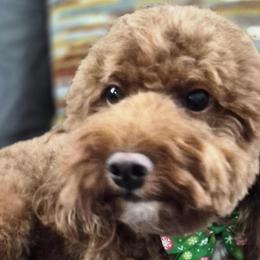 Poodles from JF Kennels Miniature & Toy Poodles