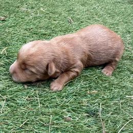 Blossom-Girl 1 - Cream female Assorted Doodle Crosses puppy in River Falls, Wisconsin from Dottie's Doodles