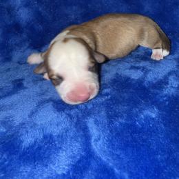 Peter - White and red male Pembroke Welsh Corgi puppy in Godley, Texas from Bradley Kennels