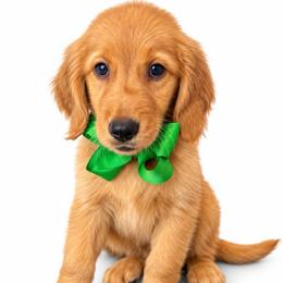 Pagani - Dark golden male Golden Retriever puppy in Chicago, Illinois from Urbane Retrievers