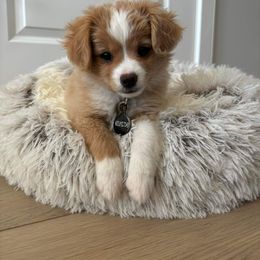 Miniature Australian Shepherd and Toy Australian Shepherd Puppies from Northern Roots Aussies