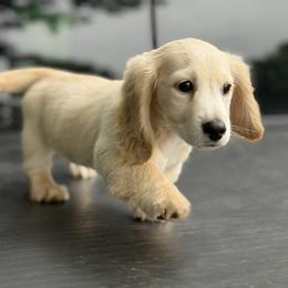 Cream Longhair Boy Ready To Go - Cream male Dachshund puppy in Pauls Valley, Oklahoma from Simply Happy Dachshunds