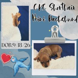 CKC Registered Shaded Cream Mini Shorhair Male - Cream male Dachshund puppy in Canyon Lake, Texas from M&Ms Dachshunds of Central Texas