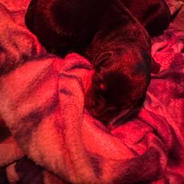 Boy 1 - Black and mahogany male Rottweiler puppy in Acme, Pennsylvania from Rugg’s Rotts