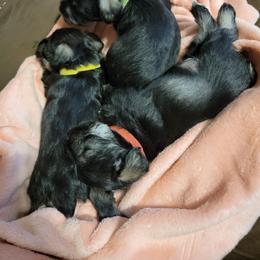 Miniature Schnauzer Puppies from Little Schnauzer Paws