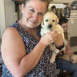 Labrador Retriever Puppies from Labs of Woodhaven
