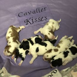 Cavalier King Charles Spaniel Puppies from Cavalier Kisses