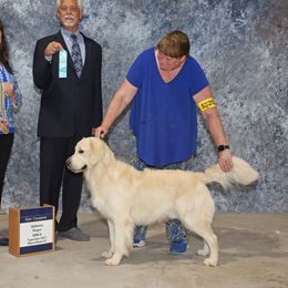 Dante - Golden Retriever