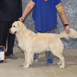 Dante - Golden Retriever
