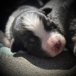 Dale - Black tri male Miniature Australian Shepherd puppy in North Lakeport, California from Wild Rose Ranch