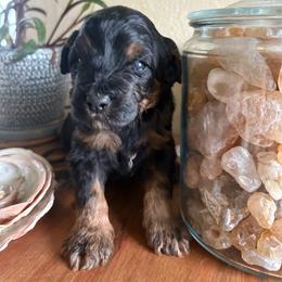 Lacey - Tri-color female Bernedoodle puppy in Carlotta, California from Lost Coast Bernese Mountain Dogs