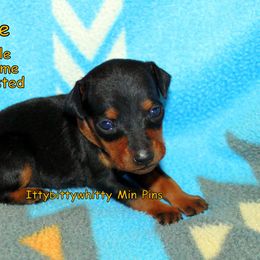 Miniature Pinschers from Ze-Whi's Miniature Pinscher