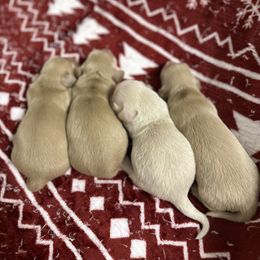 Dachshund puppies from Fink Dachshund Farm - Central Arkansas