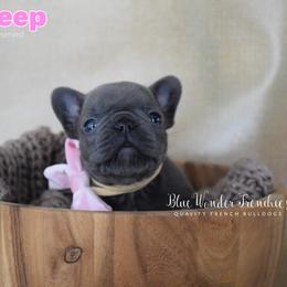 Bo Peep - Blue female French Bulldog puppy in Loxahatchee, Florida from Blue Wonder Frenchies