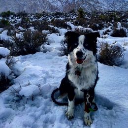 Miniature Australian Shepherd and Toy Australian Shepherd All Grown Up from 2Lazy2P Mini Aussies