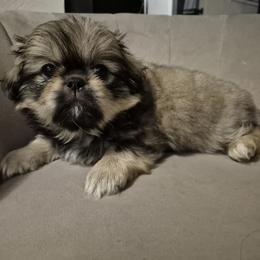 Pekingese Puppies from Megan Day