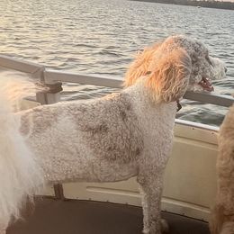 Assorted Doodle Crosses, Goldendoodles, and Poodles from Kava Kennels