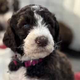 Aussiedoodles and Poodles from The Klepper Homestead