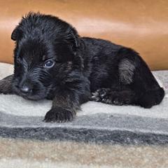 Lucy - Black and red female German Shepherd puppy in Columbus, Indiana from Stony Lonesome GSD