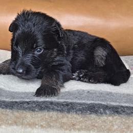 Lucy - Black and red female German Shepherd puppy in Columbus, Indiana from Stony Lonesome GSD